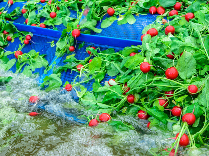 Fruit Juice Extraction Belt